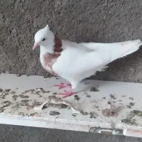 طوقی|پرنده|مسجد سلیمان, |دیوار