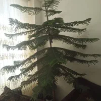 درختچه آپارتمانی