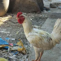 خروس|حیوانات مزرعه|تهران, اقدسیه|دیوار