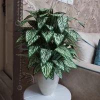 گل مصنوعی|گل مصنوعی|قرچک, پارس سرام|دیوار