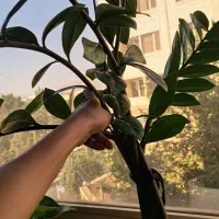 گل و گلدان طبیعی|گل و گیاه طبیعی|تهران, جنت‌آباد مرکزی|دیوار