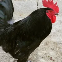 انواع مرغ خروس قربونی