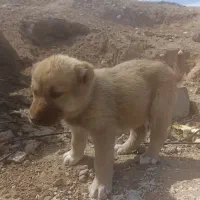 نسل ماتهیلی نسل دار