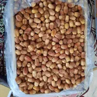 فروش ۵تن قصب درجه ۱|خوردنی و آشامیدنی|قیروکارزین, |دیوار