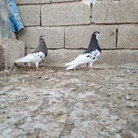 کبوتر شهری|پرنده|شیراز, شیخ علی چوپان|دیوار