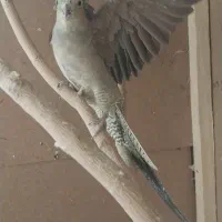 یک جفت عروس هلندی تخم کن