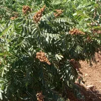 نهال سماق سردشت|خدمات باغبانی و درختکاری|سردشت, |دیوار