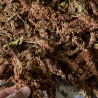 سماق خوشه ای(سردشت)