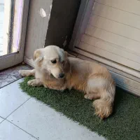 توله آشپیتز ۱۱ماهه|سگ|مشهد, کوی المهدی|دیوار