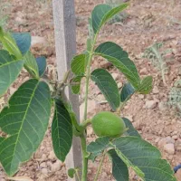 نهال گردو اصلاح شده|خدمات باغبانی و درختکاری|مهاباد (آذربایجان غربی), |دیوار