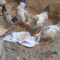 سلام وقت بخیر فروشی ۴مرغ خروس سالم سالم رسمی