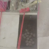 فروش فوری عروس هلندی سه جفت برشت جوجه دادن