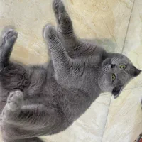 واگذاری اسکاتیش