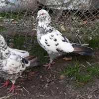 کفتر پرشی وخوب|پرنده|آستانه اشرفیه, |دیوار