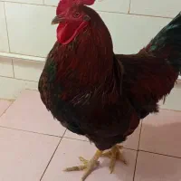 خروس|حیوانات مزرعه|سیلاخور, |دیوار