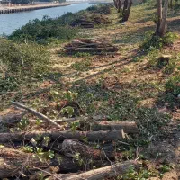 خرید درخت مورد|خدمات باغبانی و درختکاری|بندر ماهشهر, |دیوار