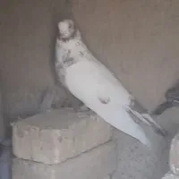 ۴عددکبوتر