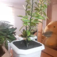 گلدان|گل و گیاه طبیعی|بانه, |دیوار