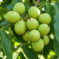 نهال گــردو با سود تضمینی ، فقط برای تعداد محدود|گل و گیاه طبیعی|تهران, آبشار|دیوار