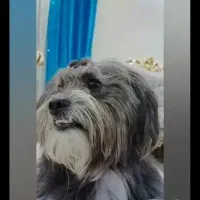 شیتزو نر تقریبا ا ساله|سگ|باسمنج, |دیوار