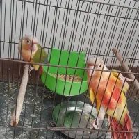 پرنده