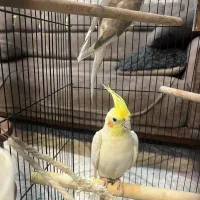 جفت عروس هلندی با قفس و وسایل