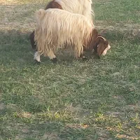 بز ماده|حیوانات مزرعه|زهک, |دیوار