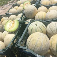 فروش طالبی درجه یک|خوردنی و آشامیدنی|کازرون, |دیوار