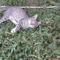 دو قلاده بچه گربه زیبا