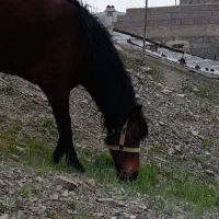 کره مادیان|اسب و تجهیزات اسبسواری|سقز, |دیوار