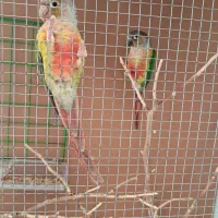 جفت گرینچیک