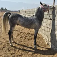 اسب نریون کرد