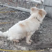 یک عدد سگ پشمالو ماده