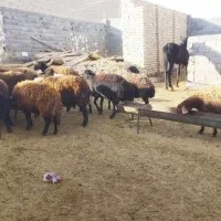 ۲۳عدد میش افشاری جوان درجه یک|حیوانات مزرعه|بجنورد, |دیوار