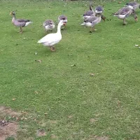 فروش غاز تکی و عمده جوجه امسال سنگین وزن