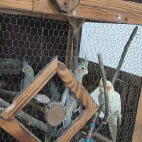 چهار عدد عروس هلندی|پرنده|ماکلوان, |دیوار