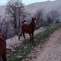 کره اسب کمیت