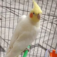 عروس هلندی لوتینو بازیگوش و تعدادی قناری