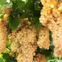 نهال انگور زرد بدون هسته ۴ ساله