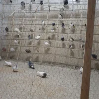 کبوتر طوقی|پرنده|تاکستان, |دیوار