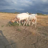 بز اصل صلاله عمان وارداتی