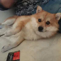 حیوان خانگی