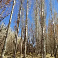 فروش چوب صنوبر|خدمات باغبانی و درختکاری|باوله, |دیوار