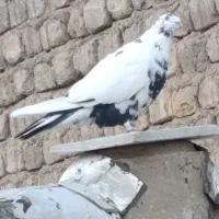 کفتر یا کبوتر|پرنده|قم, ولیعصر|دیوار