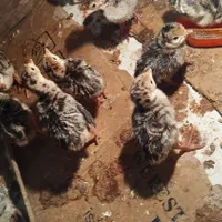 بوقلمون یک هفته ای|حیوانات|بندر ترکمن, |دیوار