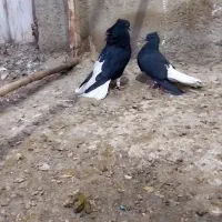 کفتر زیل دمسفید بخون توضیحات