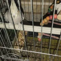 عروس هلندی|پرنده|شیراز, شاه قلی بیگی|دیوار