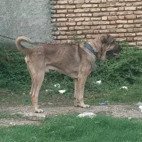 واگذاری پژدر خالص|سگ|گرگان, |دیوار