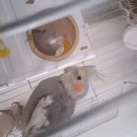 عروس هلندی|پرنده|بروجرد, |دیوار