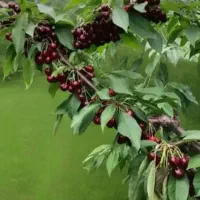 تولید انواع نـهال ها سازگار با اقلیم مختلف کشور|خدمات باغبانی و درختکاری|سلطانیه, |دیوار